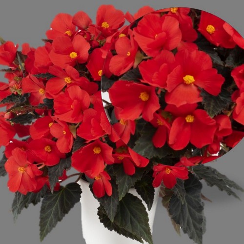 Begonia elatior 'Florencio Red' - Roosbegoonia 'Florencio Red' 